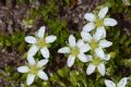 Arenaria biflora